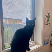 Photo of Lily