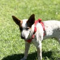 Photo of Darcy