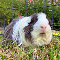 Photo of Grayson