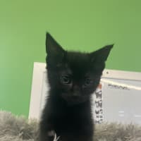 Photo of Captain Amelia