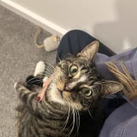 Photo of Thor
