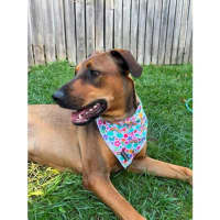 Photo of Gloria *$350 Adoption Fee*