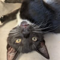 Photo of Socks