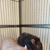 Photo of Banjo / Patterson