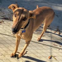 Photo of Bambi The Greyhound