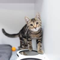 Photo of Bagheera