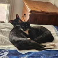 Photo of Pickletoes & Buttons