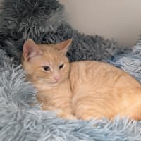 Photo of Cannoli