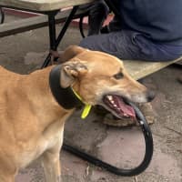 Photo of Honey