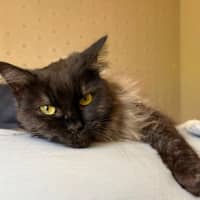 Photo of Banjo