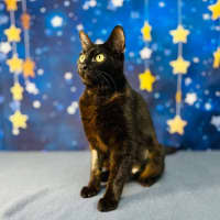 Photo of Mystica   Located In Preston 