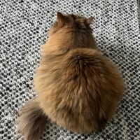 Photo of Jinx Rsua009776