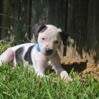Photo of Kaitoa