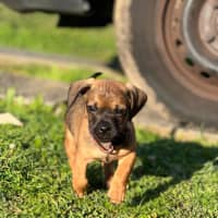 Photo of Boston   8 Week Old Dachshund X Pug