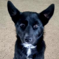Photo of Oscar   6 Month Old Kelpie X Samoyed (On Trial)