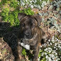 Photo of Alice   4 Month Old American Staffy X (Trial)