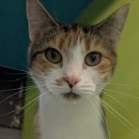 Photo of Pawpaw