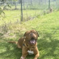 Photo of Apollo
