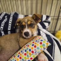 Photo of Baska   10 Week Old German Shepherd X