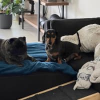 Photo of Morris   2 Year Old Dachshund 