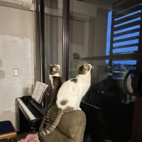 Photo of Pippy