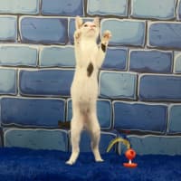 Photo of Dennis The Menace