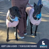 Photo of Luna & Asher   7 Year Old Greyhounds