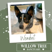 Photo of Wombat
