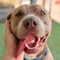 Photo of Bluey
