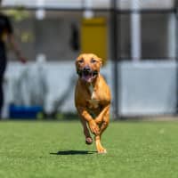 Photo of Cinnamon Imp 2558