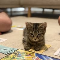 Photo of Nova *9 Lives Project Rescue*