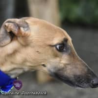 Photo of Mickey (Racing Name Mcnulty)