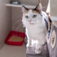 Photo of Callie
