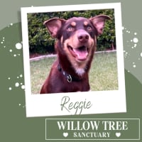 Photo of Reggie