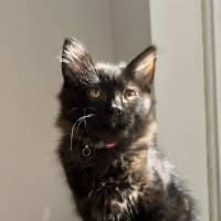 Photo of Huckleberry