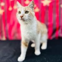 Photo of Jabba (Located In Coburg)