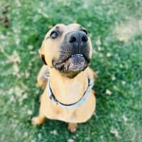 Photo of Scooby