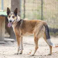 Photo of Ruby