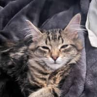 Photo of Bucket   In Foster Care In Greensborough