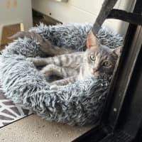 Photo of Talia **2nd Chance Cat Rescue**