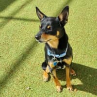 Photo of Peaky