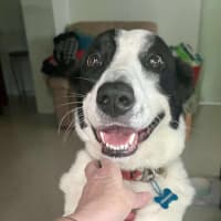 Photo of Finn