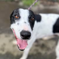 Photo of Rocket
