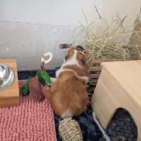 Photo of Cinnamon / Mochi