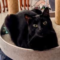 Photo of Izzy