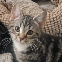 Photo of Suki