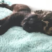 Photo of Sabbi