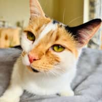 Photo of Clementine 