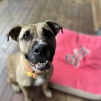 Photo of Saffron