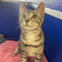 Photo of Silver